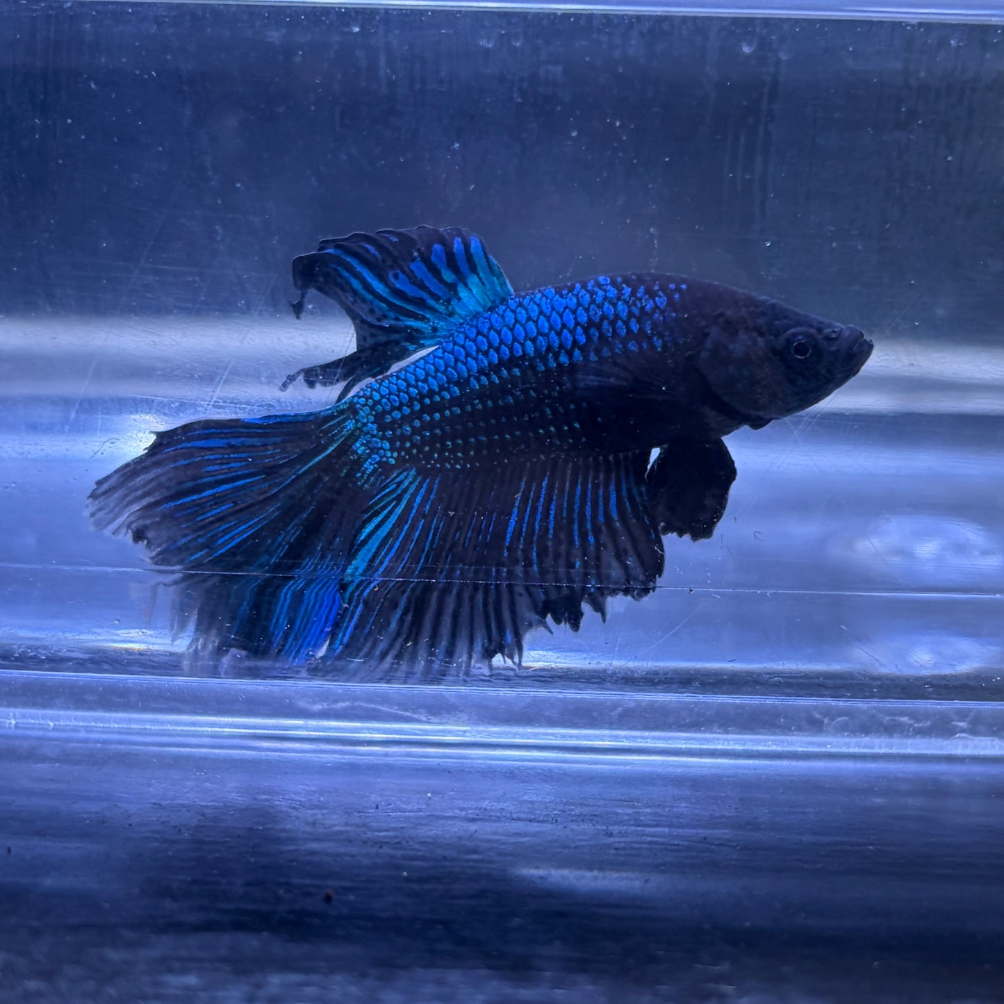 Super Delta Tail Male Betta 3.5cm (D)