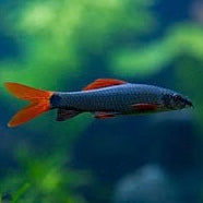 Rainbow Shark 5cm