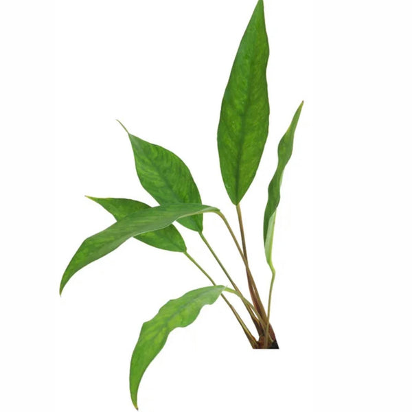 Anubias - Medium Assorted