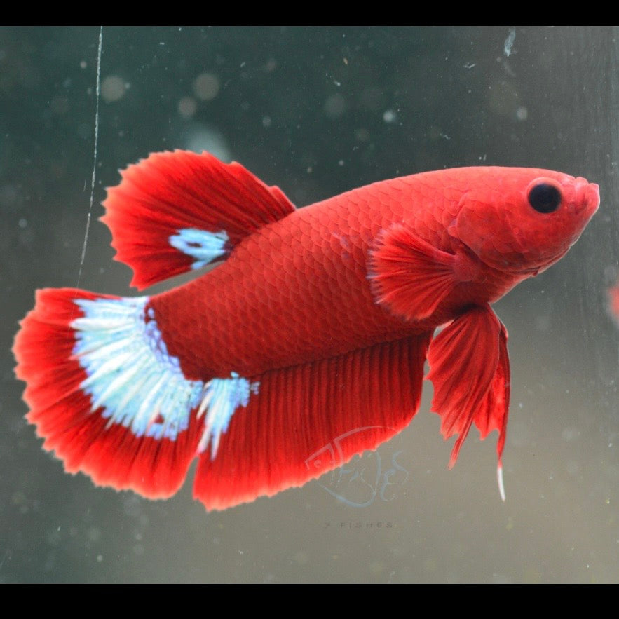 Red Hellboy HMPK Male 4cm