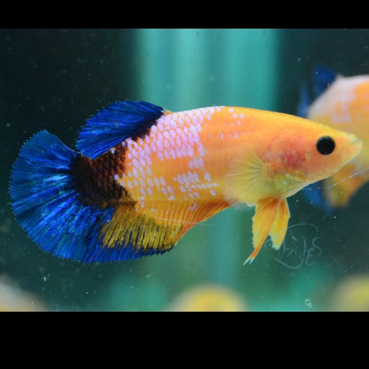 Yellow Hellboy HMPK Female Betta 4cm
