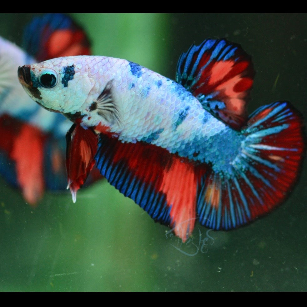Candy HMPK Male Betta 3cm