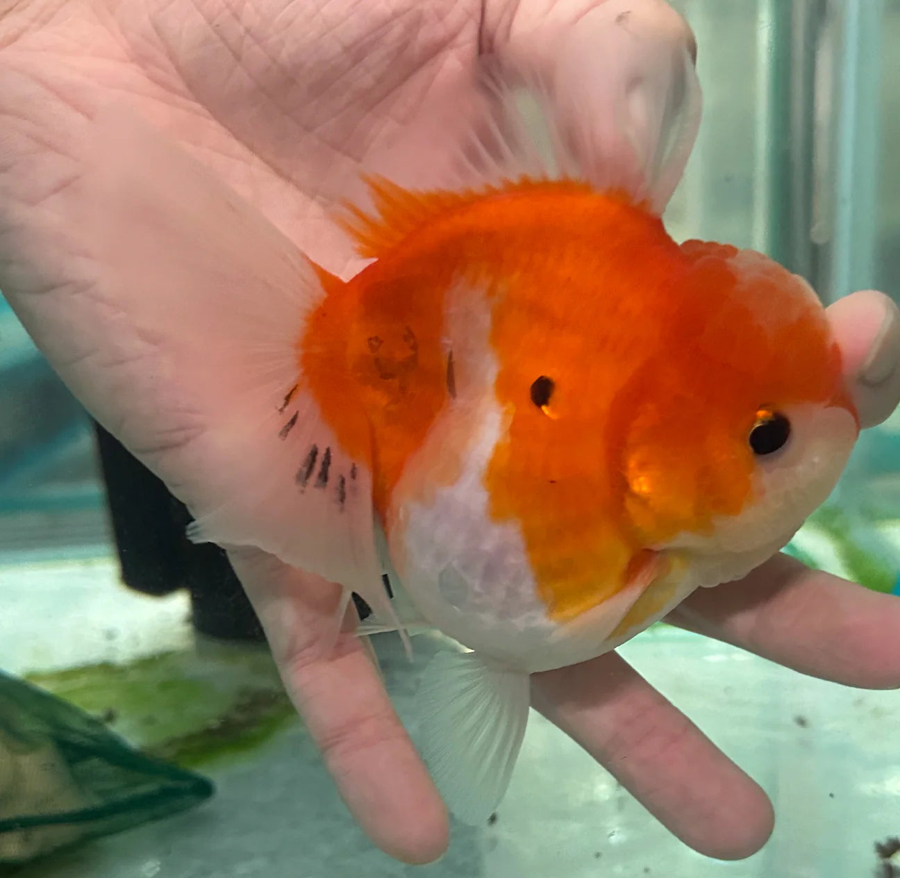 Thai Orchid Oranda Goldfish 8cm