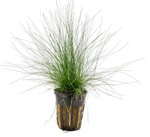 Dwarf Hairgrass eleocharis belem