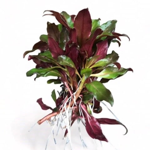 Ludwigia glandulosa