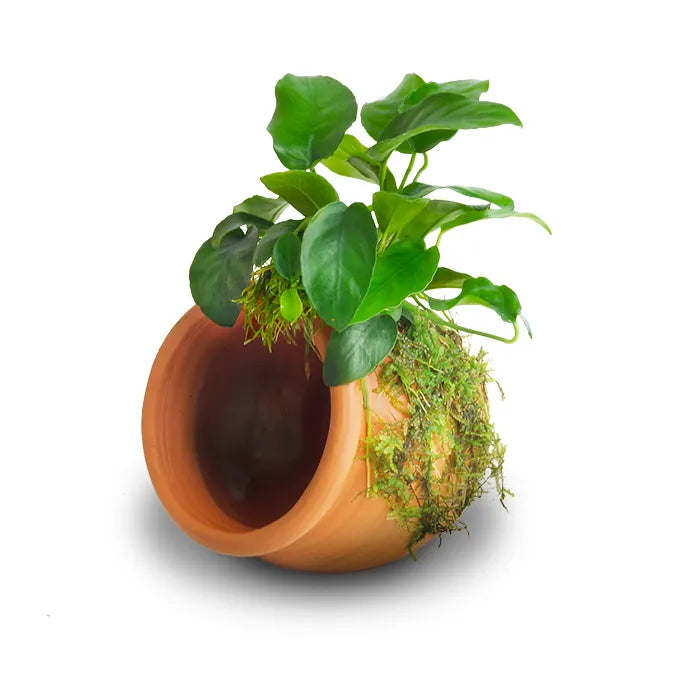 Terracotta Urn (Large) with Anubias Nana & Fontinalis antipyretica Willow Moss