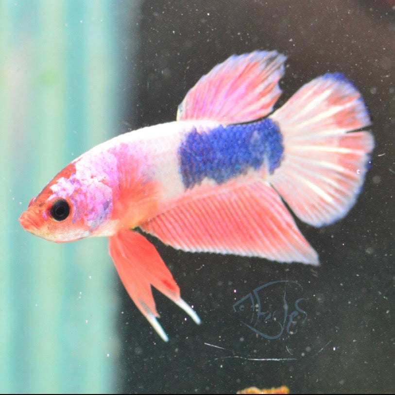 Pastel Marble Plakat Male Betta 3-4cm
