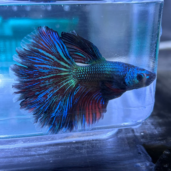 Super Delta Tail Male Betta 3.5cm (C)