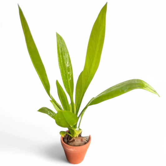 Echinodorus amazonica "Amazon sword"