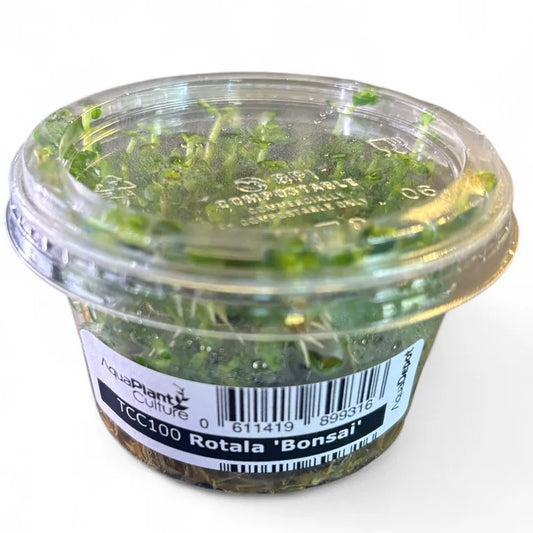 Rotala Bonsai Tissue Culture