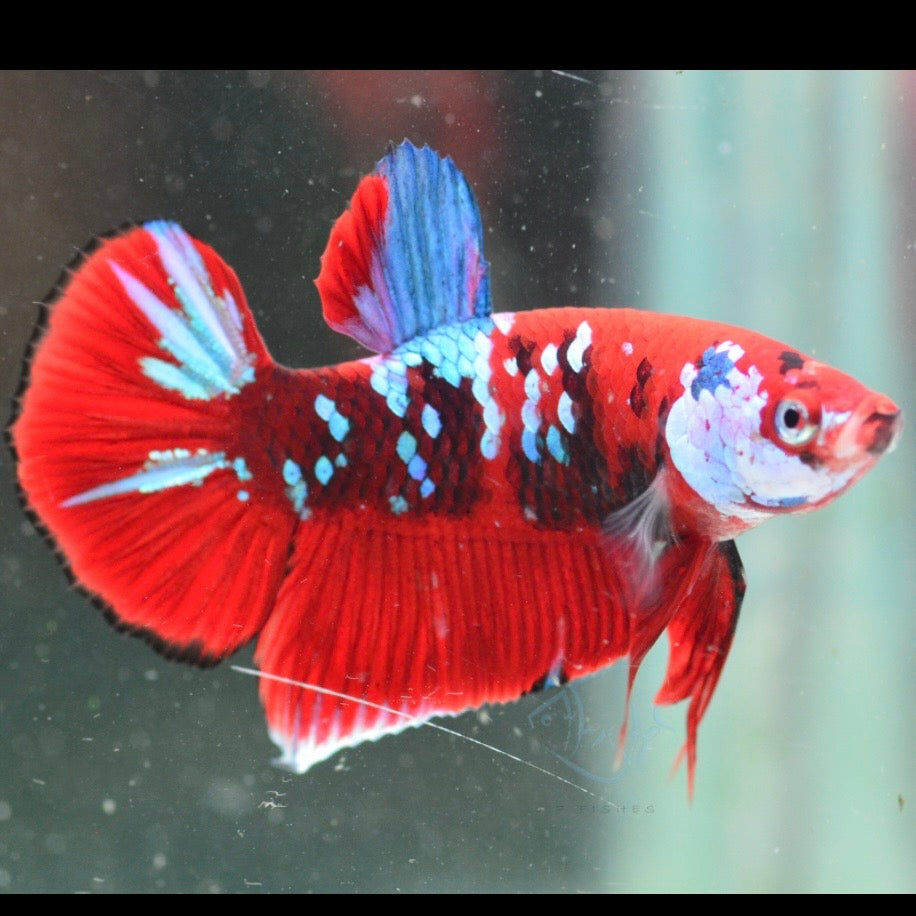 Red Koi Galaxy Halfmoon Plakat Male Betta 4cm