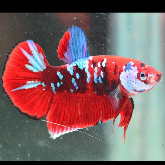 Red Koi Galaxy Halfmoon Plakat Male Betta 4cm
