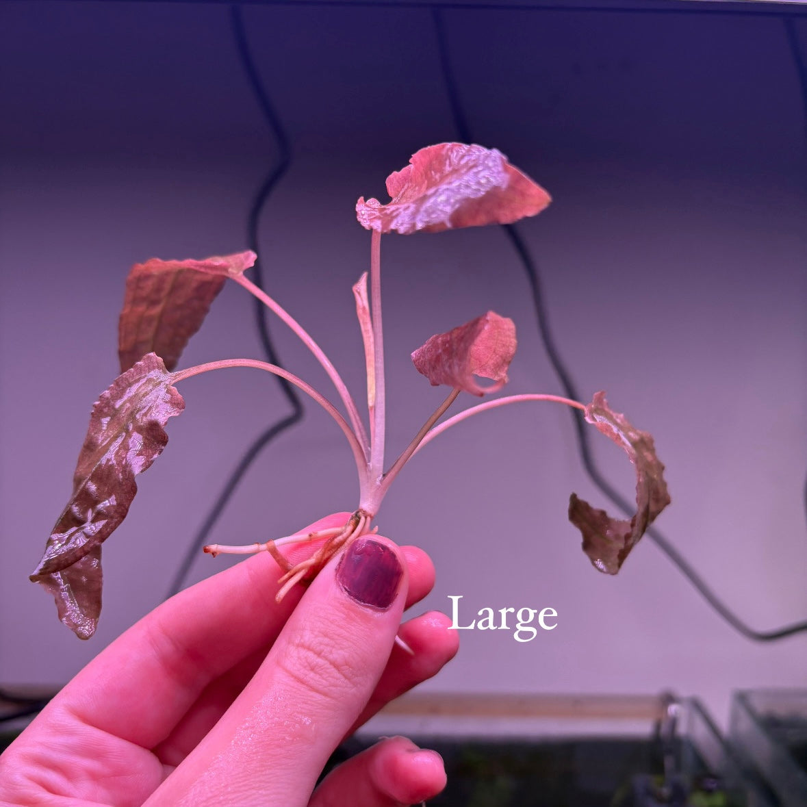 Crypt Wendtii Pink Flamingo ★