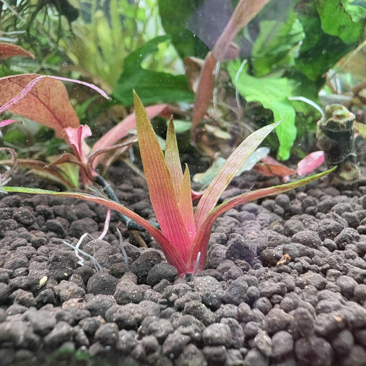 Eriocaulon quinquangulare ‘King Crimson’
