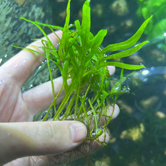 ‘Trident Java Fern’ Microsorum pteropus - Aquarium Fish Tank Aquatic Plant