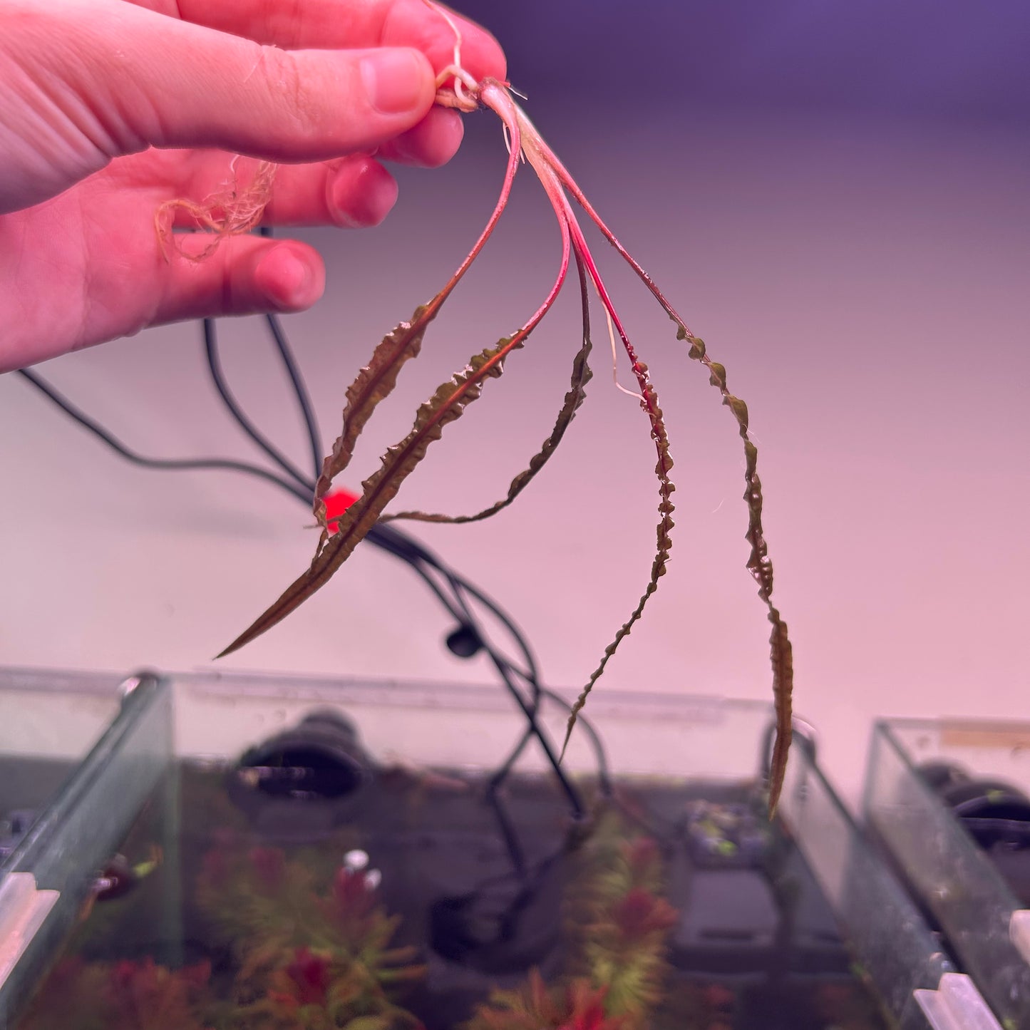 Crypt Balansae Red - Rare ★