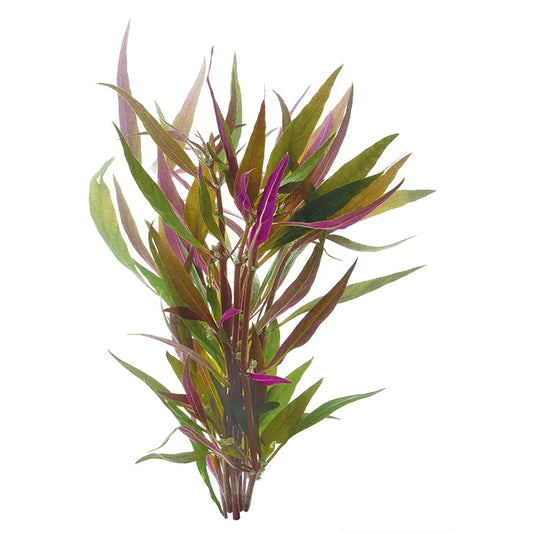 Telanthera Alternanthera rosaefolia
