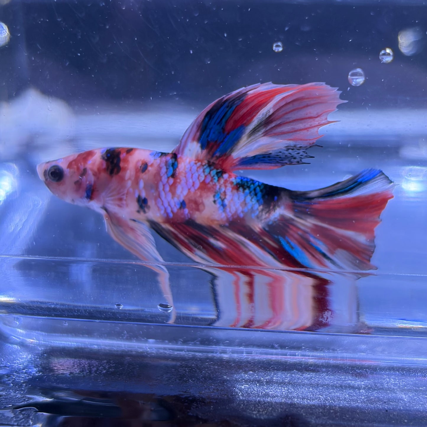 Halfmoon Multicolour/Koi Male Betta 3.5cm (C)