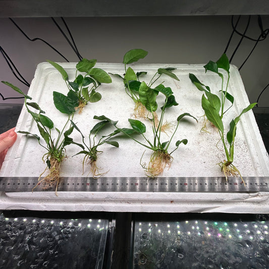 7x Assorted Anubias Pack 3
