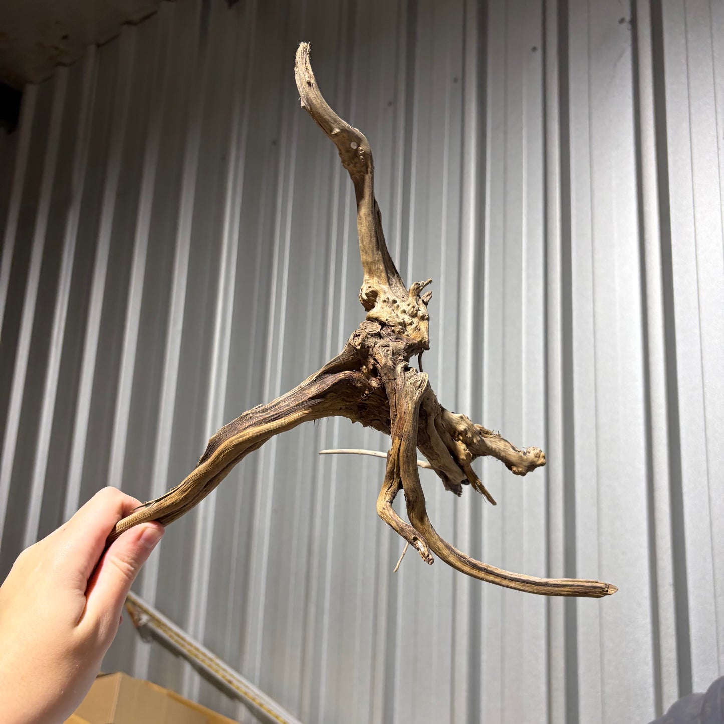 Bulk Buy Vine Driftwood Special! FREE SHIPPING