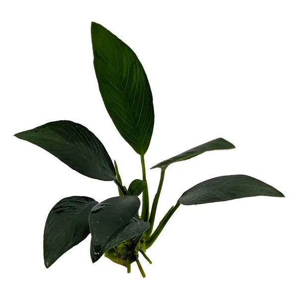Anubias Afzelli (Old Type)