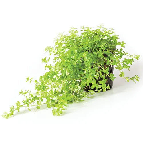 Monte Carlo Micranthemum Umbrosum