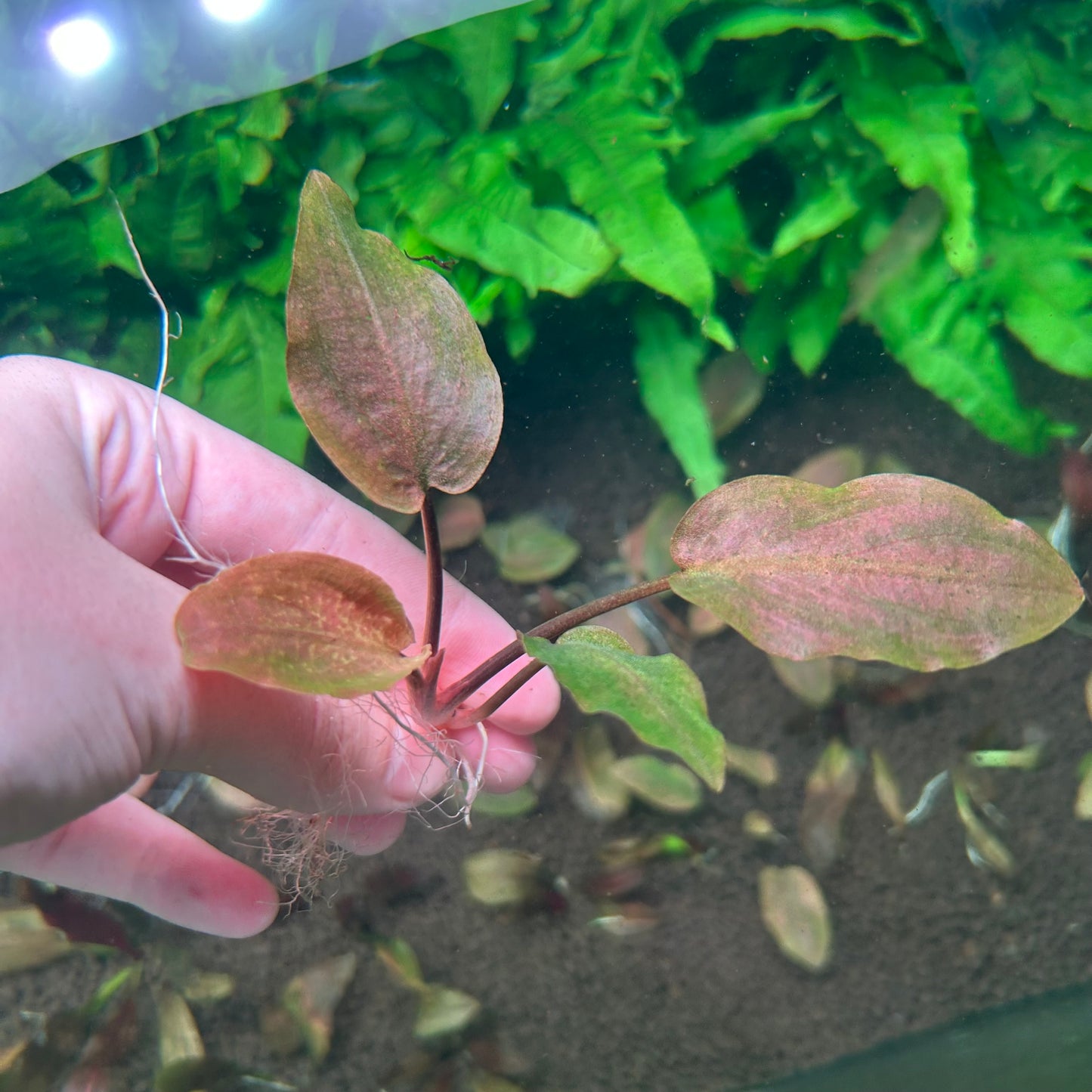 Lagenandra Meeboldii Red