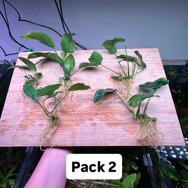 Anubias Pack 2 - 5x Plants Special