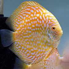 Yellow Checkerboard Discus 9cm