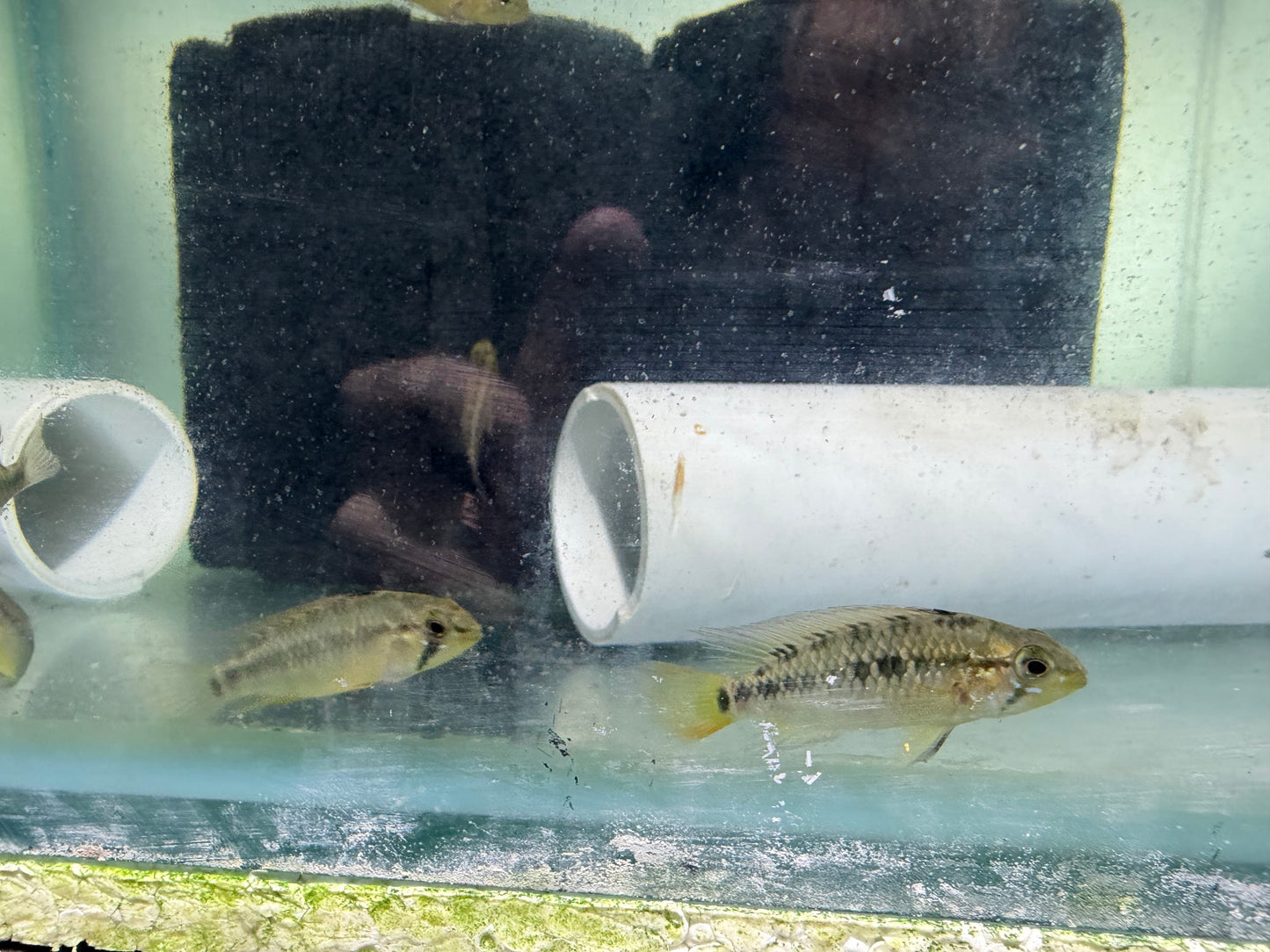 Red Edge Apistogramma vietija 4cm