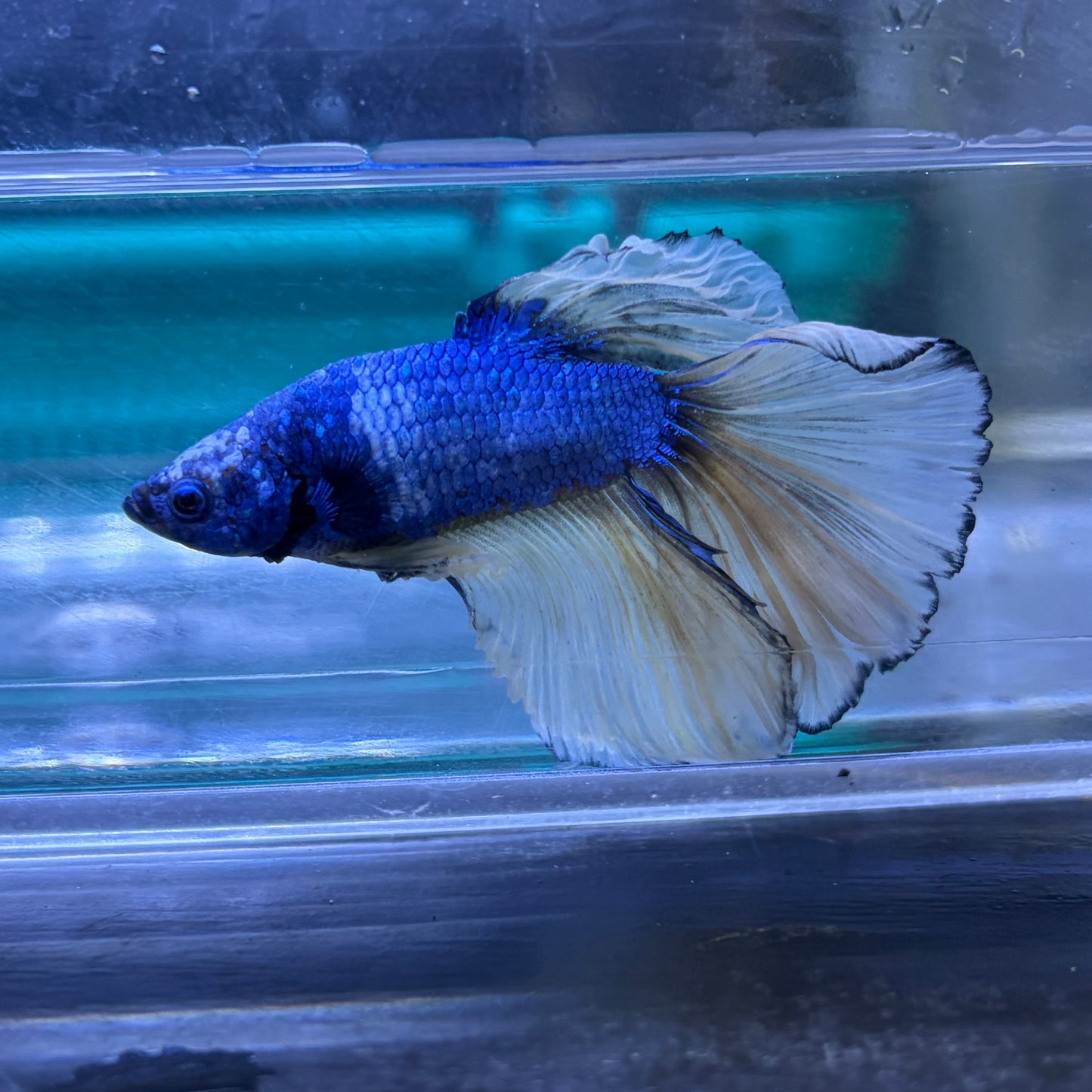 Super Delta Tail Male Betta 3.5cm (B)