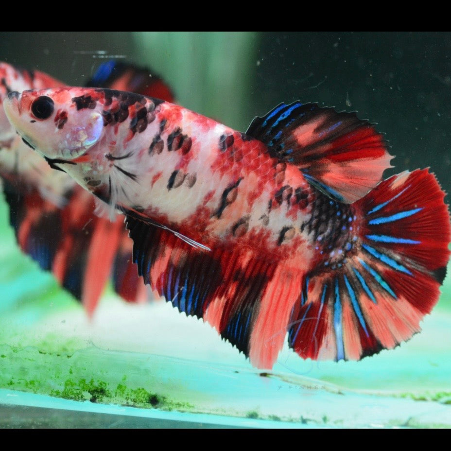 Giant HMPK Female Betta 5cm