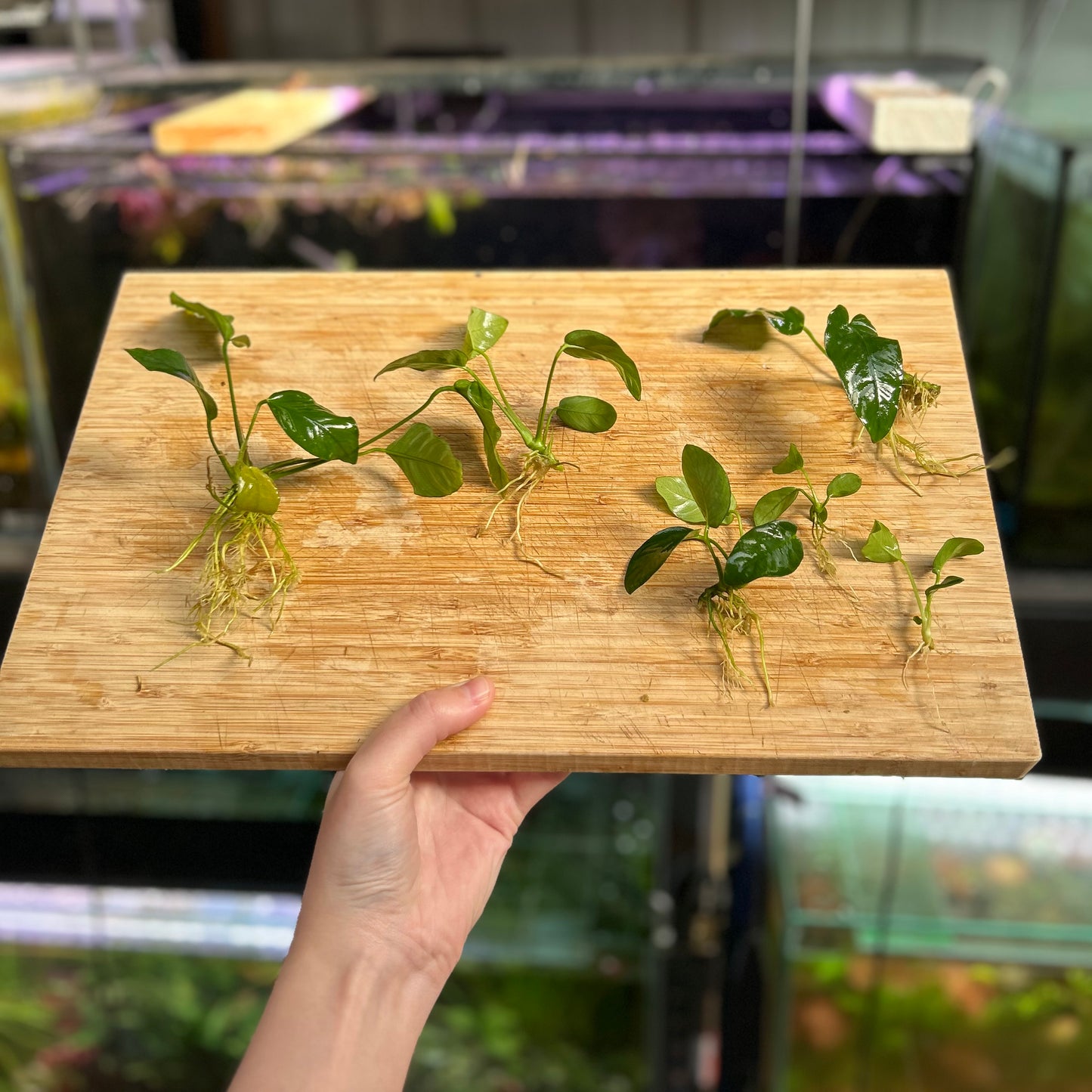 Assorted Anubias Pack 3 - Daily Bundle