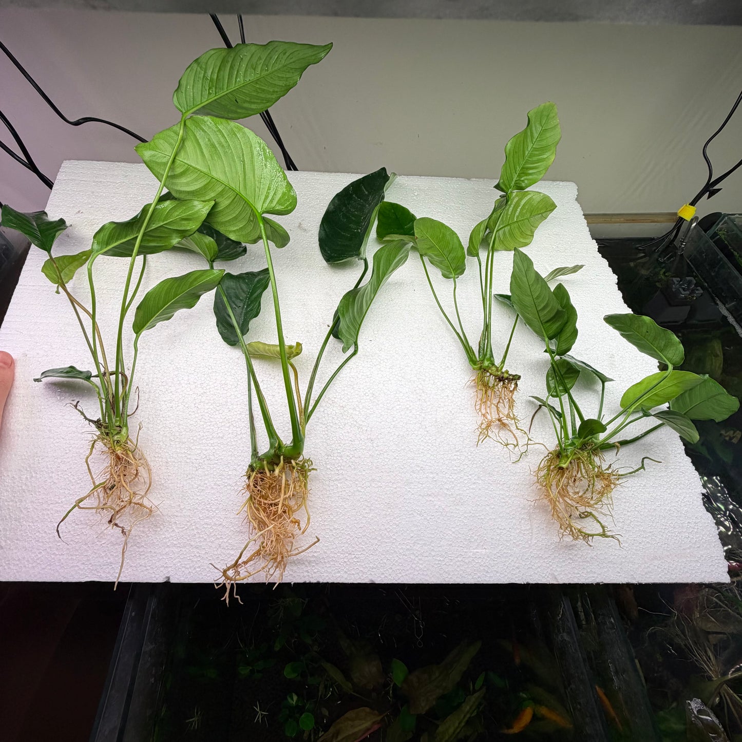 Anubias Pack 2A - 4x Plants