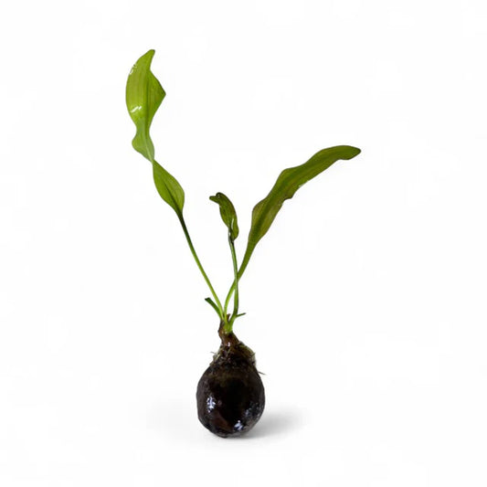 Aponogeton Ulvaceus - RARE Bulb