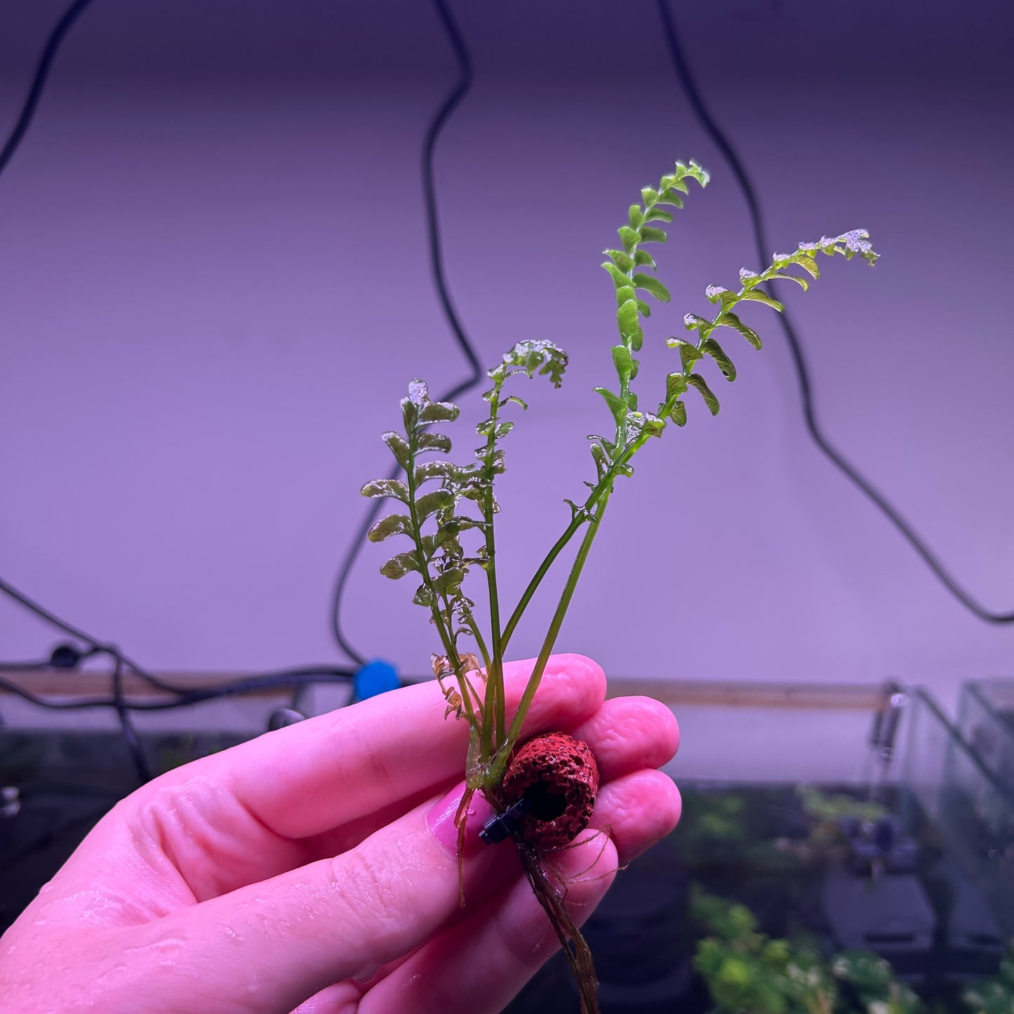 Hymenasplenium obscurum 
formerly Crepidomanes auriculatum★ Sizes Vary 5-10cm