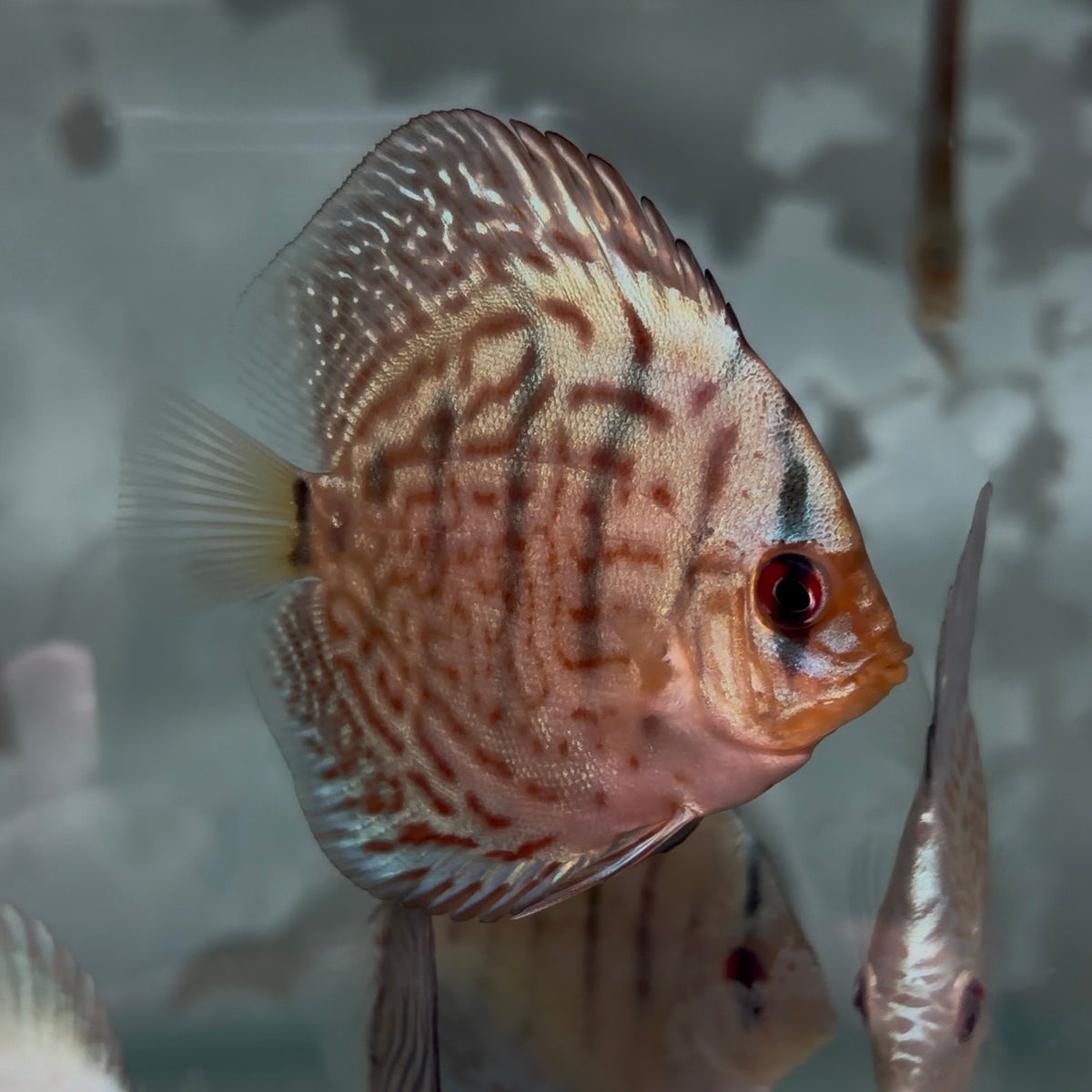 Assorted Discus 5-6cm