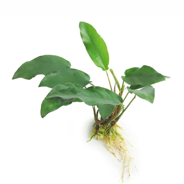 Anubias Emerald Heart