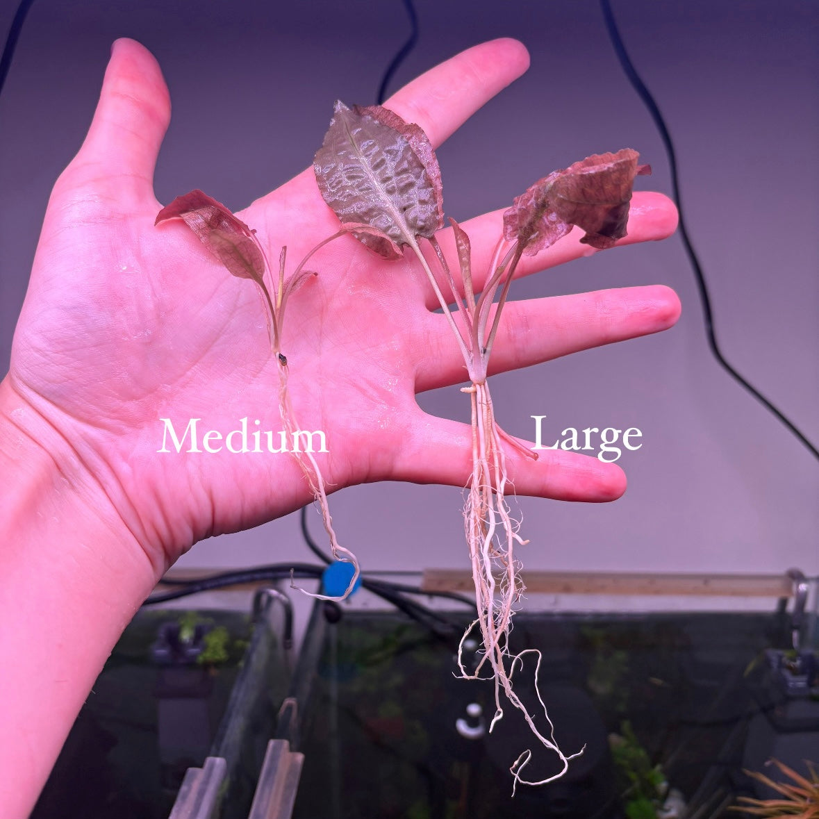 Crypt Wendtii Pink Flamingo ★