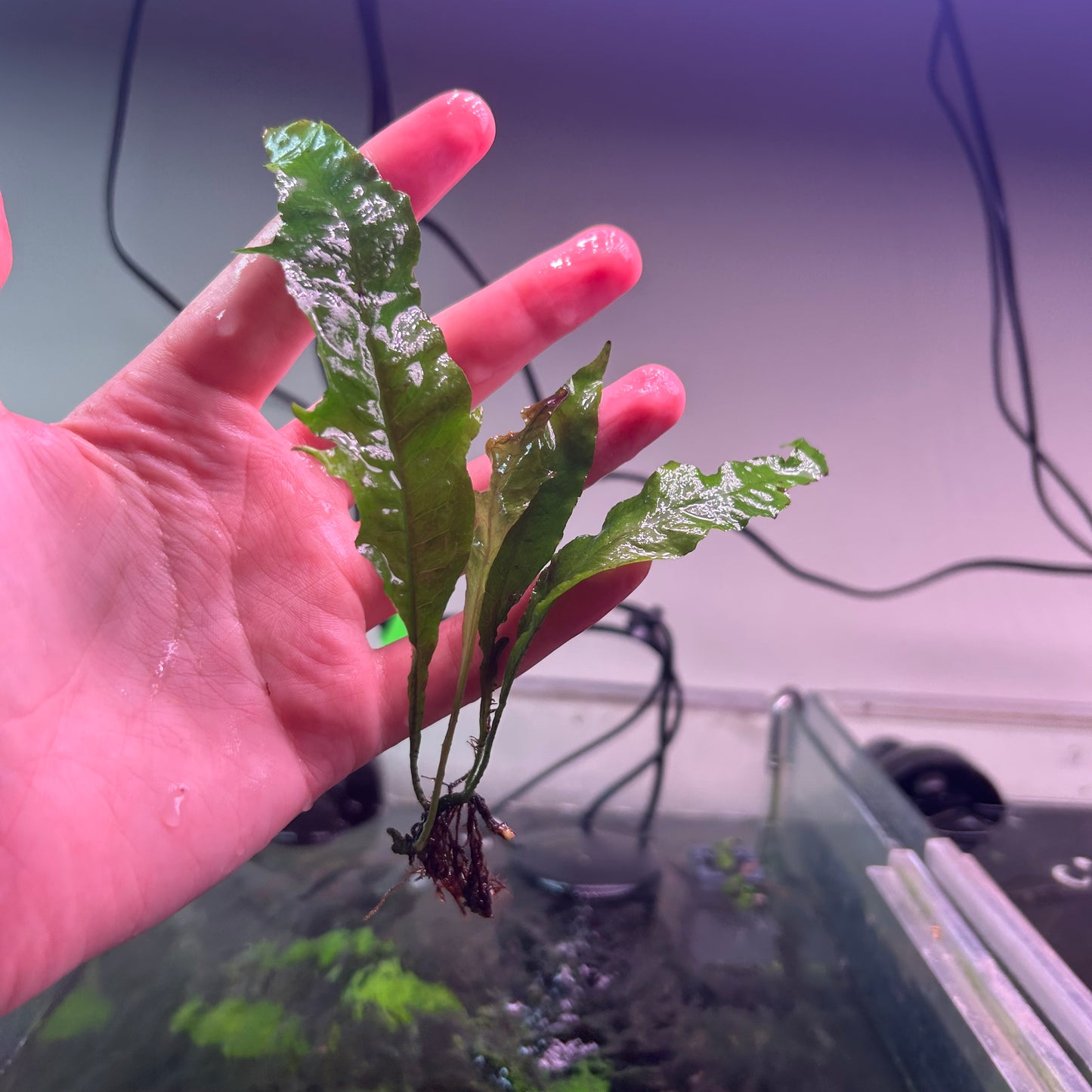 Java Fern ‘Tropica’ - Emersed Grown Super RARE