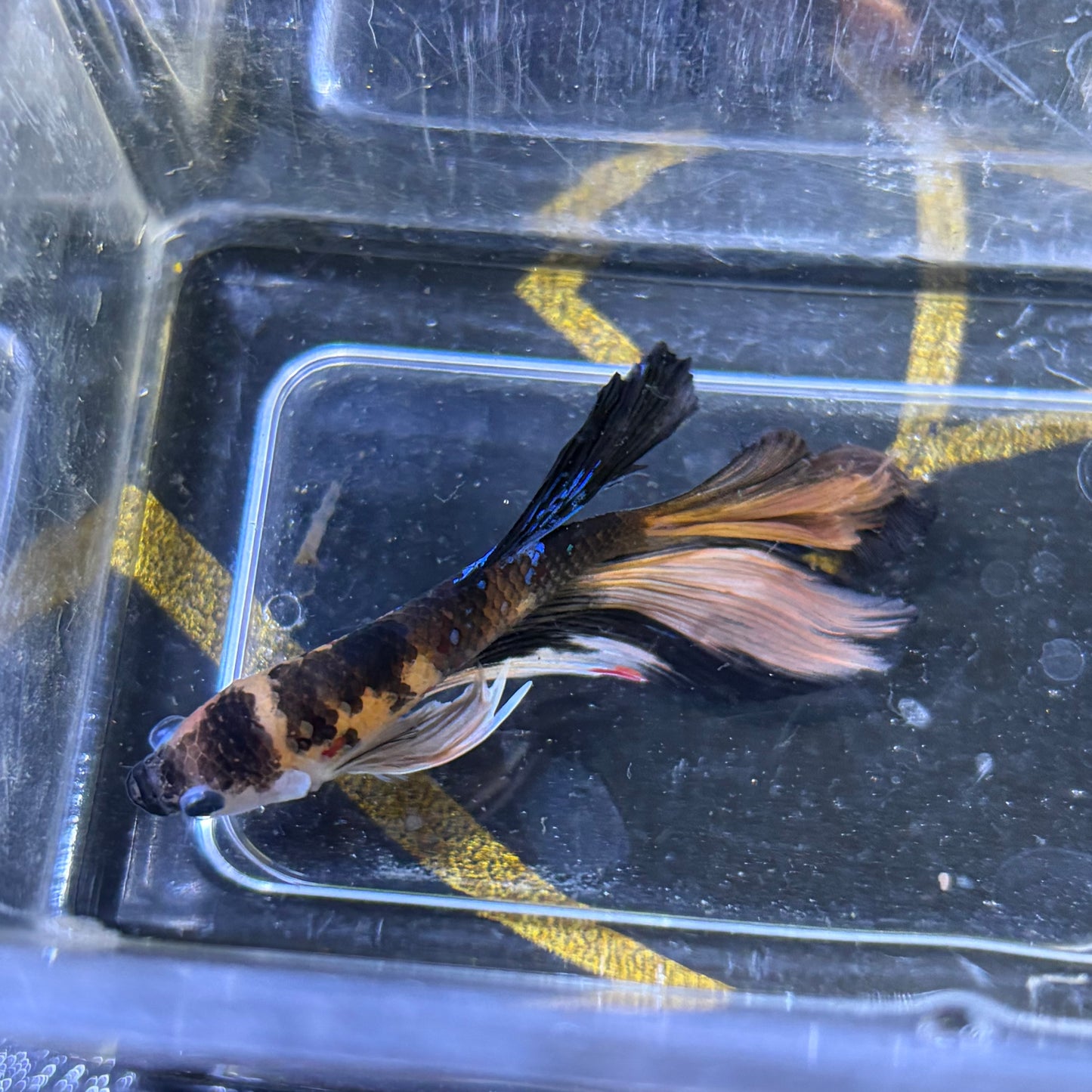 Halfmoon Multicolour/Koi Male Betta 3.5cm (F)