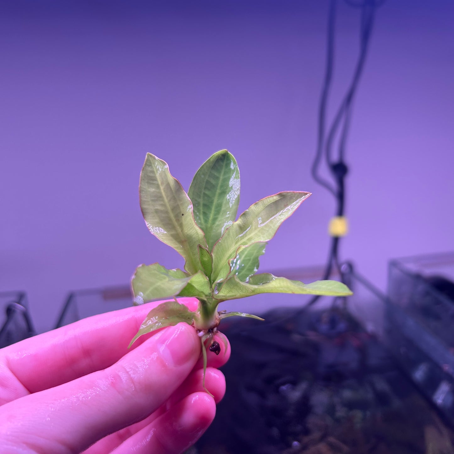 Echinodorus Major / Martii ★