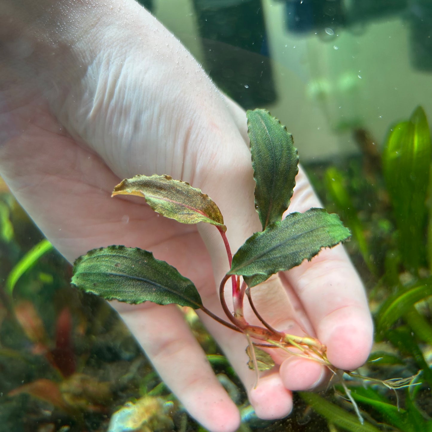 Bucephalandra Wavy Green - Submersed grown 4-5+ leaf cutting