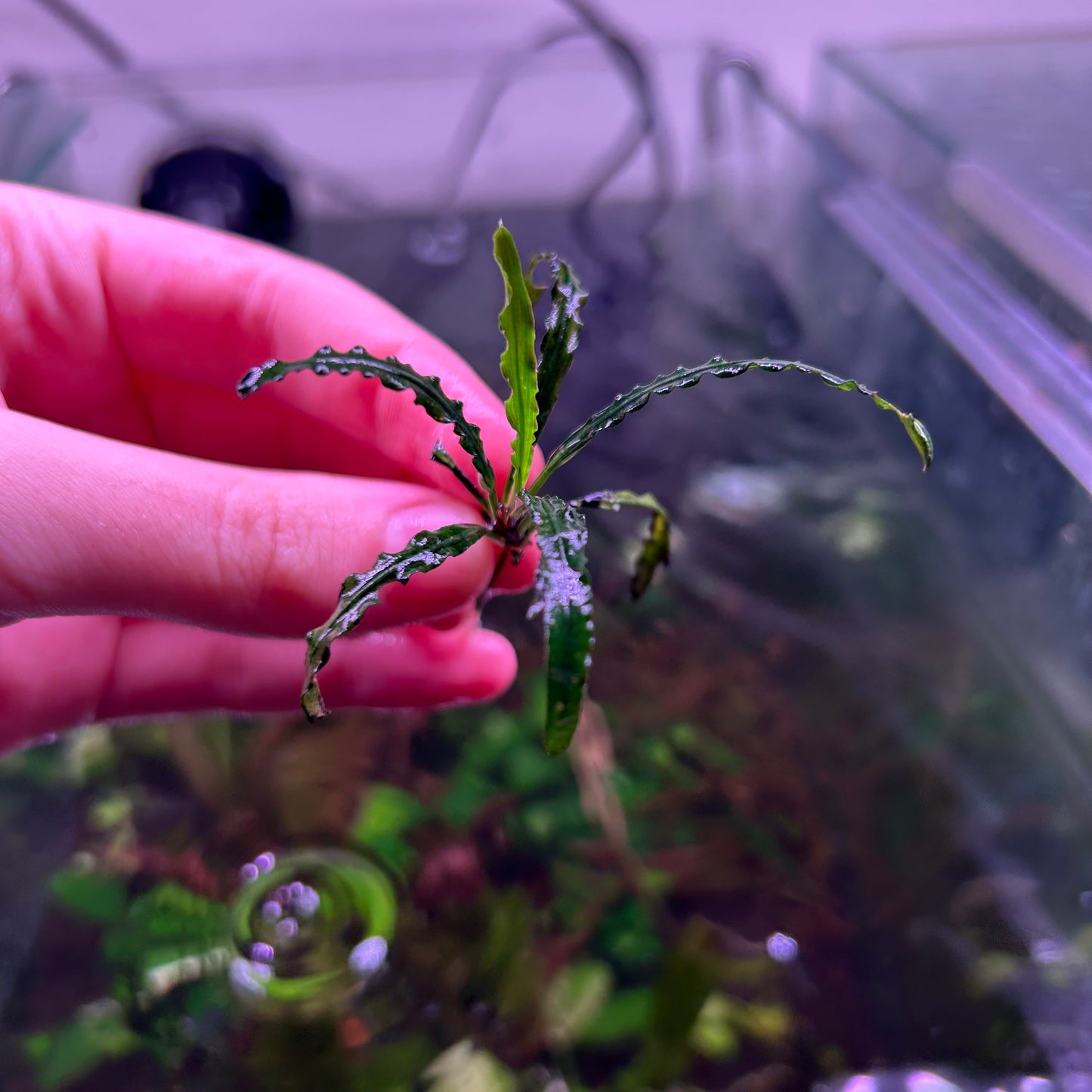 Fenestratum Mulyadii RARE ★