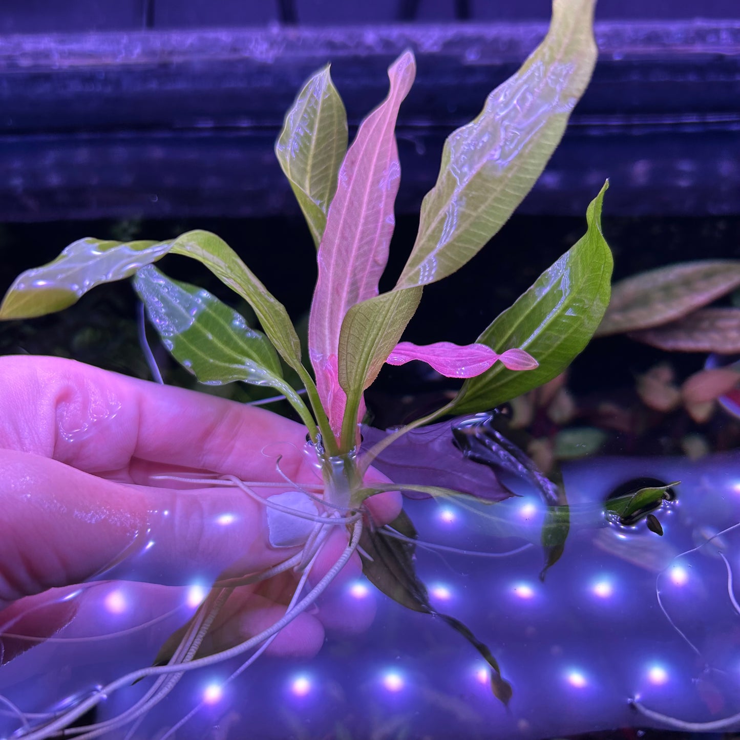 Echinodorus ‘White Flame’ Aquatic Fish Tank Plant