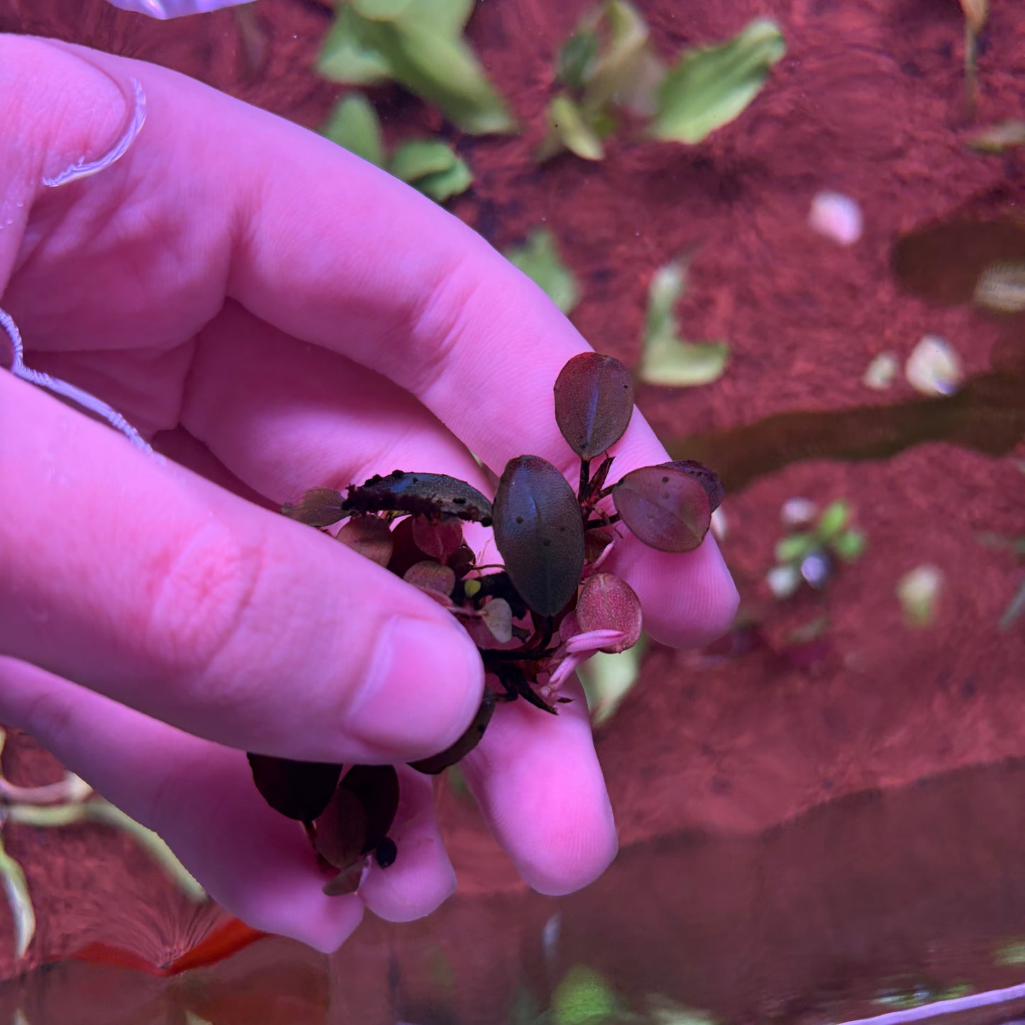 Bucephalandra Helena QQ