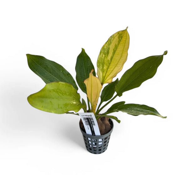 Echinodorus 'White Flame'