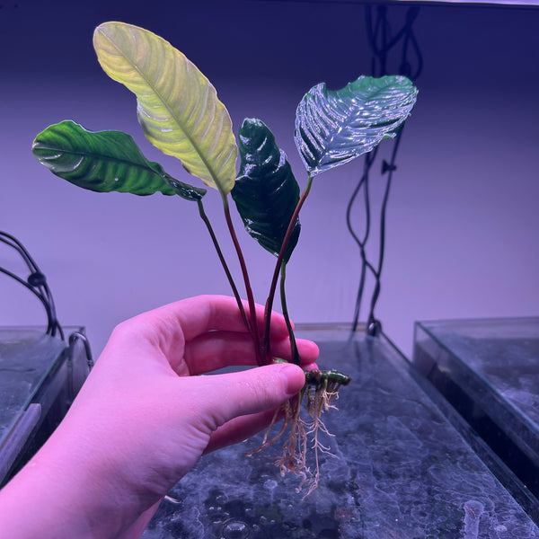 Anubias Coffeefolia ★