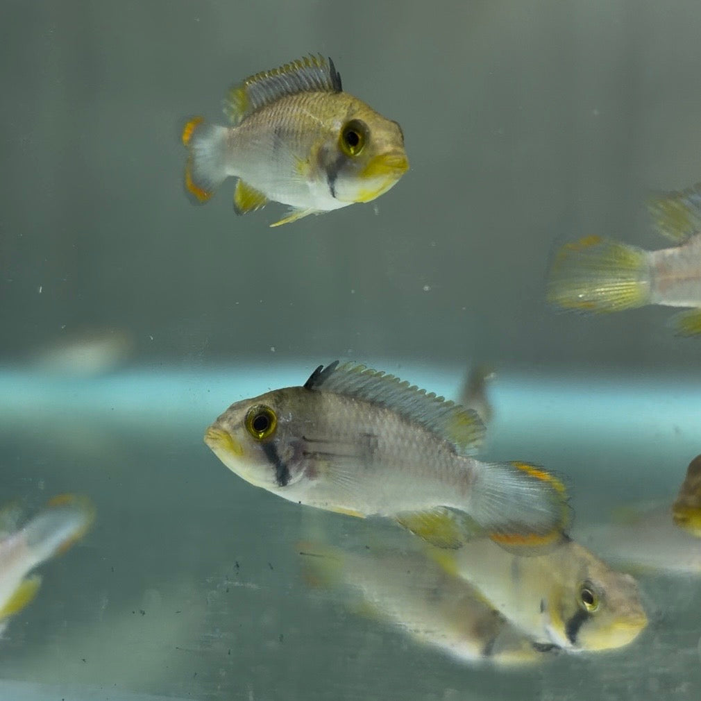 Apistogramma panduro 3.5cm
