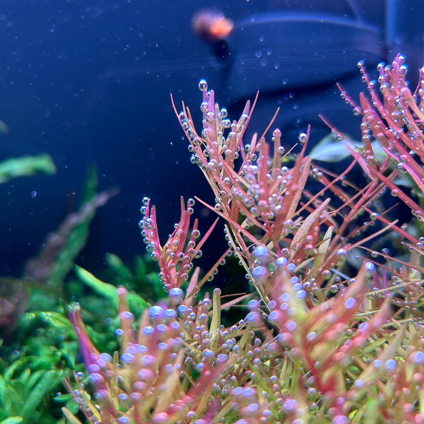 Rotala Vietnam H’ra - Aquarium Fish Tank Aquatic Plant